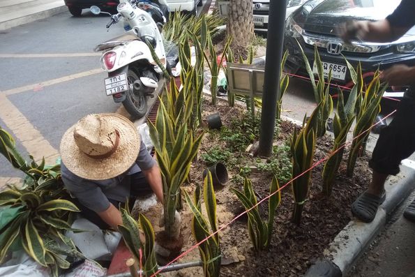 มจพ.ปลูกต้นลิ้นมังกรเพื่อฟอกอากาศ